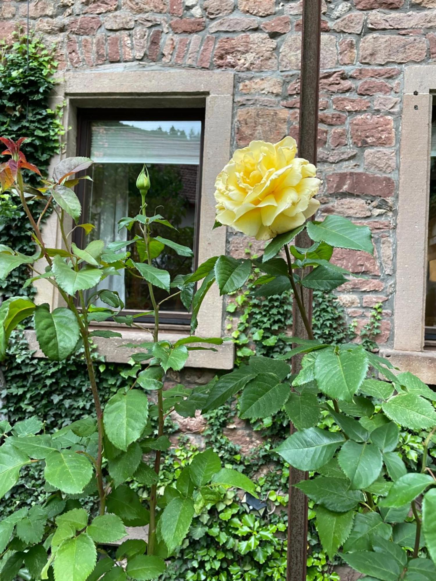 Apartmán "El Patio" Am Donnersberg Dannenfels Exteriér fotografie